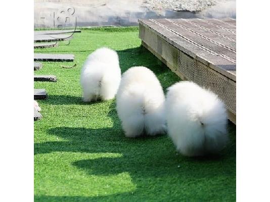 PoulaTo: Προσφορά χαριτωμένων κουταβιών Pomeranian