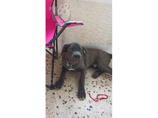 PoulaTo: Cane corso blue
