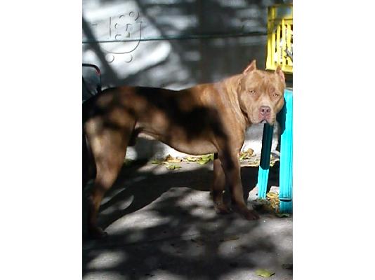 Pitbull rednose koutavia