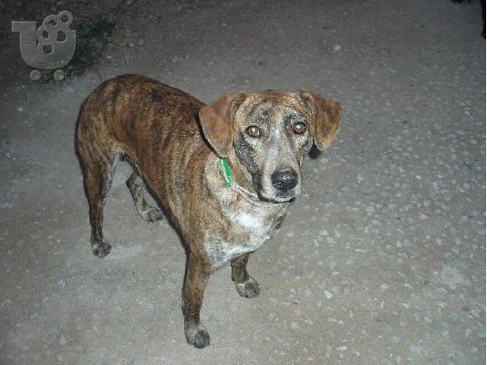 Σκυλιτσα συντροφιας χαριζεται