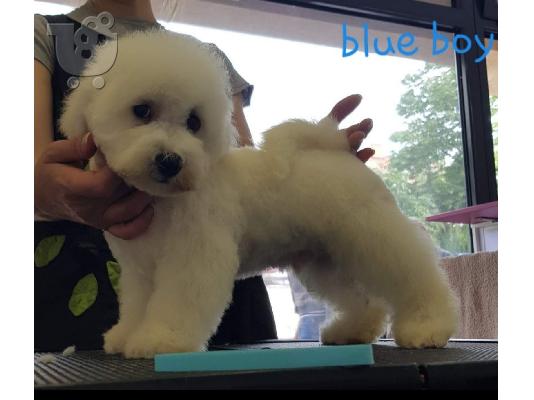 PoulaTo: Bichon Frize
