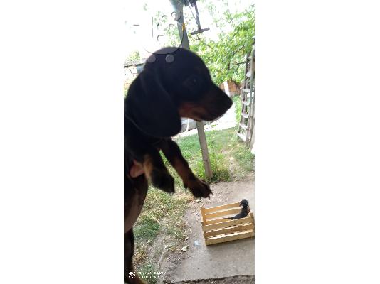 Γαλλικό μπουλντόγκ και Dachshund κουτάβια