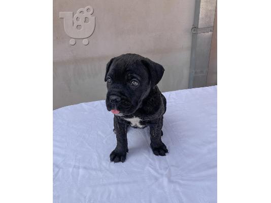 Cane Corso κουτάβι