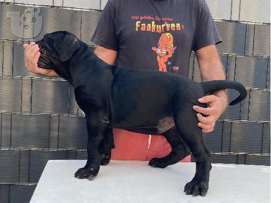 Νοτιοαφρικανικό Mastiff- Boerboel κουτάβια