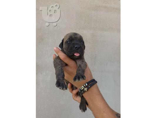 PoulaTo: Cane Corso κουτάβια προς πώληση