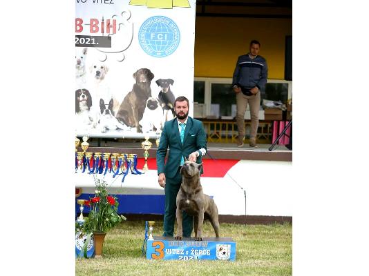 Cane Corso αρσενικό για καρφί