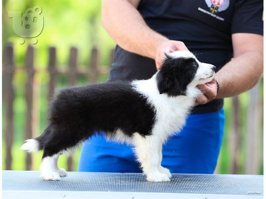 Κουτάβια Border Collie