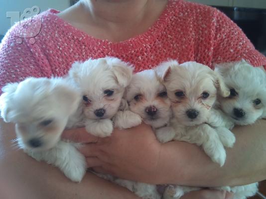 PoulaTo: ΜΑΛΤΕΖ