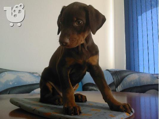 Πουλάω όμορφα κουτάβια ράτσα DOBERMAN – Ντόμπερμαν - 380 euro...