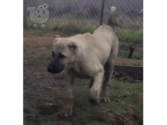 Turski kangal