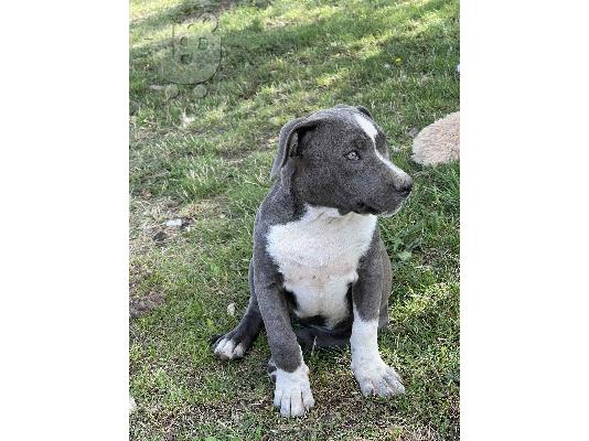 PoulaTo: American bully blue xl