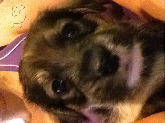 Τα γλυκούλια ψάχνουν σπίτι (χαρίζονται)