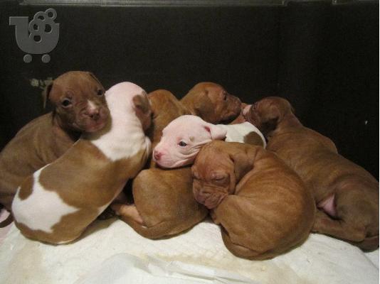 PoulaTo: Pitbull rednose koutavia