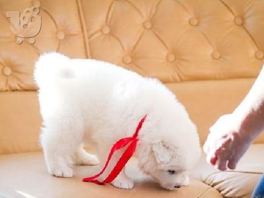 PoulaTo: samoyed κουτάβια