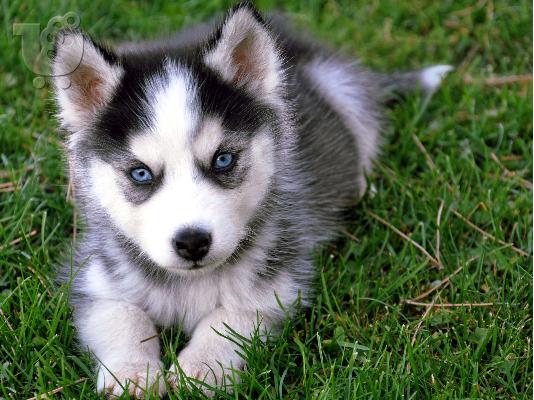 PoulaTo: Σιβηρίας μεγαλόσωμος κουτάβια