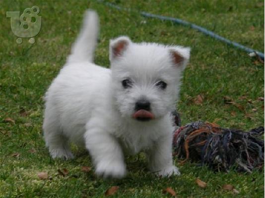 κορυφαία west highland