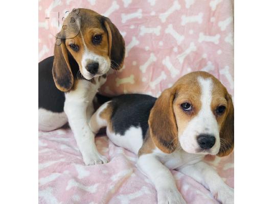 PoulaTo: Εδώ παρουσιάζουμε τα υπέροχα κουτάβια Beagle μας έτοιμα