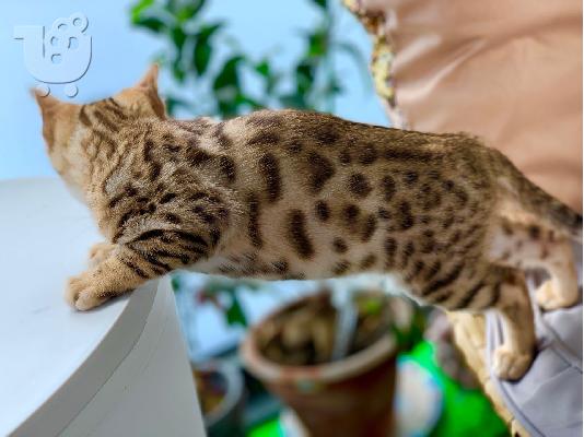 X μαζικά γατάκια Savannah