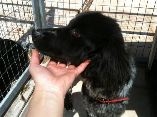 Σκυλακι ξανα χαριζεται