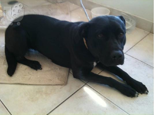 Κουκλα σκυλιτσα χαριζεται