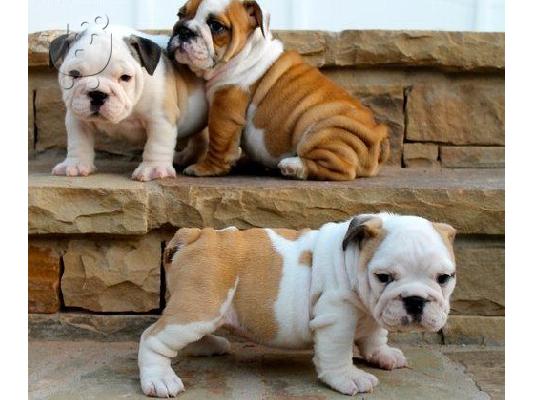 PoulaTo: English bulldog / Αγγλικό μπουλντόγκ