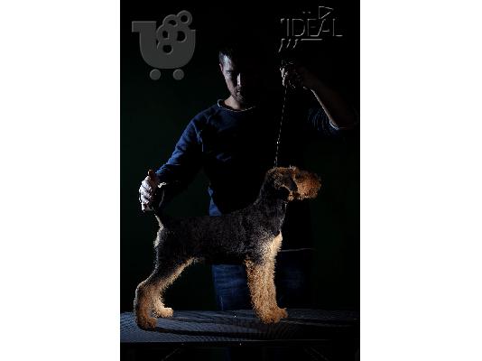 Αιρντέιλ Τεριέ κουτάβια προς πώληση - Airedale terrier