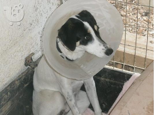 PoulaTo: Η Φρηντα ψαχνει οικογενοια