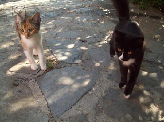 Γατακια χαριζονται