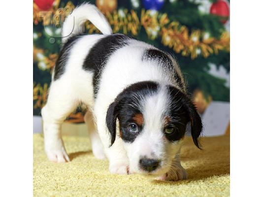 PoulaTo: Φοβερά κουτάβια Jack Russell Terrier