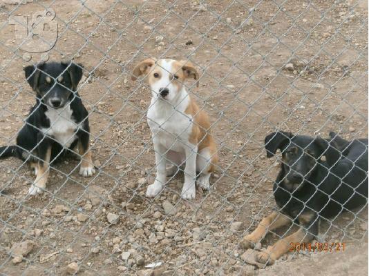 Κουταβακια 4μισι μηνων χαριζονται