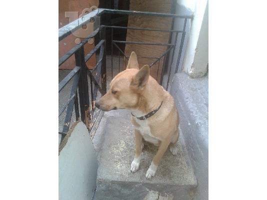 Νεαρη σκυλιτσα χαριζεται