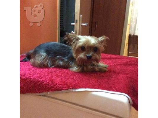 Yorkshire Terrier Καθαροαιμα κουτάβια ευκαιρία 6988190151 ΑΘΗΝΑ...
