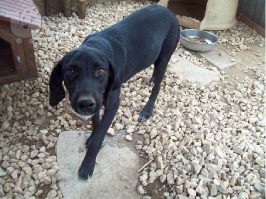 PoulaTo: Νεαρες σκυλιτσες ψαχνουν οικογενειες