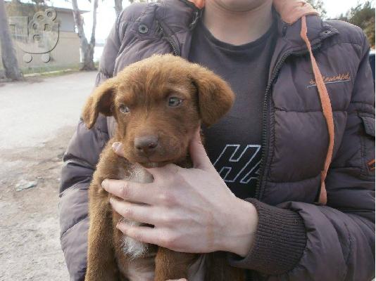 PoulaTo: Κουταβακι χαριζεται