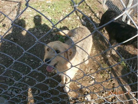 Γκριφονιτσα χαριζεται