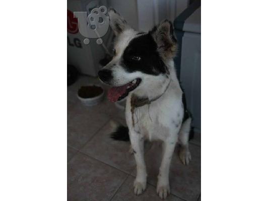 Μεγαλοσωμη Σκυλιτσα χαριζεται