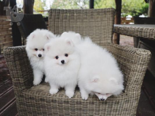 PoulaTo: Κουτάβια Pomeranian Kc.