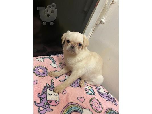 PoulaTo: Pugs κουτάβι