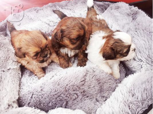 PoulaTo: Κουτάβι Shih Tzu προς πώληση