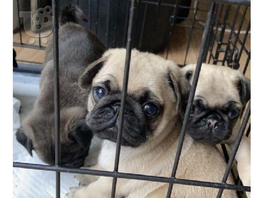 PoulaTo: Όμορφα κουτάβια Pug για καλό σπίτι