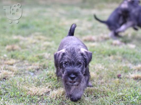 Standard Schnauzer κουτάβια
