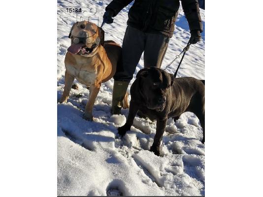 Αφρικανικό Boerboel