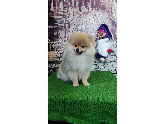 Pomeranian Spitz κουτάβι