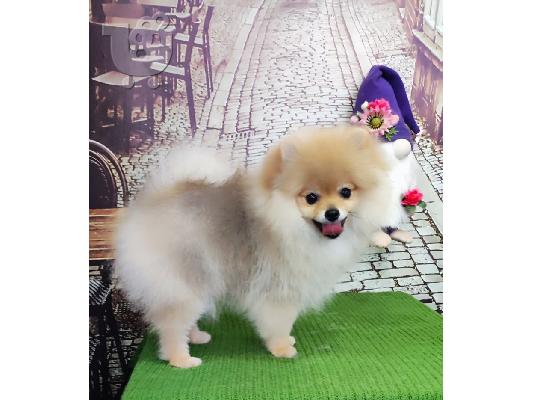 Pomeranian Spitz κουτάβι