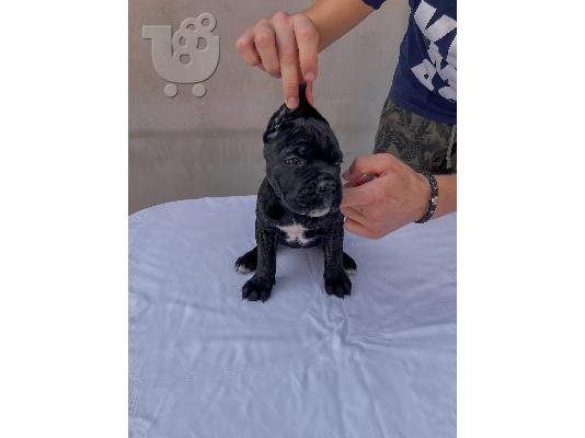 Cane Corso κουτάβι