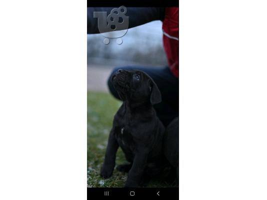 Cane Corso κουτάβια