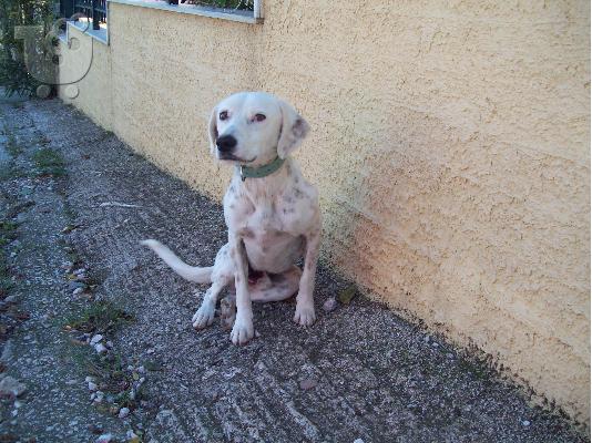 Ο πιτσιλωτος Χοσε χαριζεται