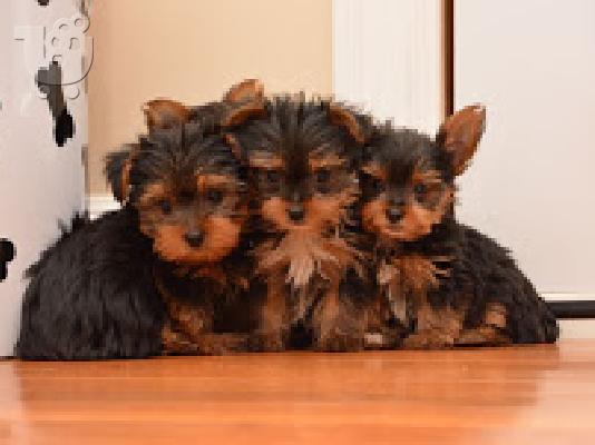 PoulaTo: Yorkshire Terrier Toy