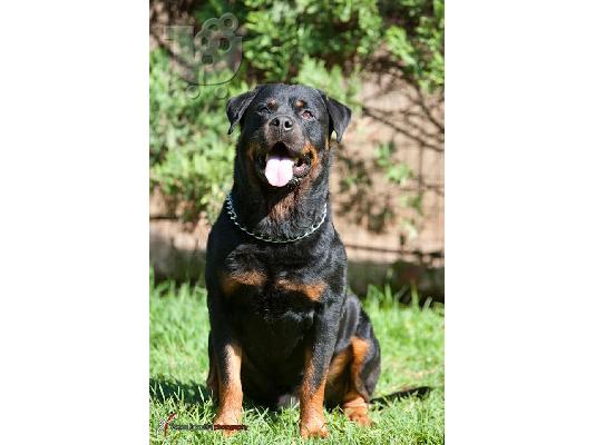 ΠΩΛΗΣΗ ΚΟΥΤΑΒΙΑ ΡΟΤΒΑΙΛΕΡ