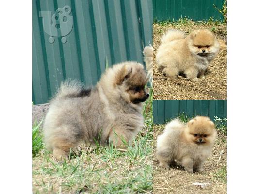 ένα αρσενικό και ένα θηλυκό ροζ κουτάβια